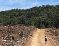 Mokslininkė B. Galdikas atkreipė dėmesį dėl kertamų miškų: „Rodykite pasauliui pavyzdį“